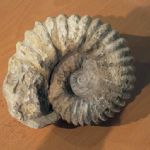 71 9090 FOSSIL